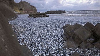 Japanese residents cautioned after thousands of dead sardines wash ashore beach