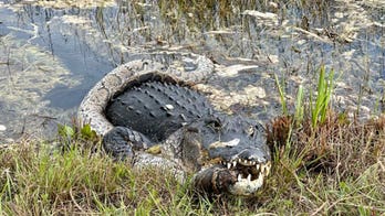 Florida alligator caught devouring 'invasive' python at Everglades National Park