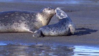 Scientists ID mystery killer of decapitated seals found on California beaches since 2016
