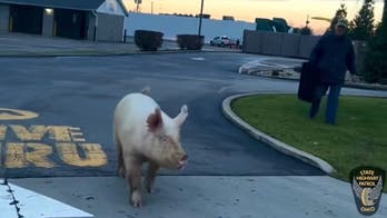 WATCH: Ohio state troopers catch loose pig at McDonald's drive-thru