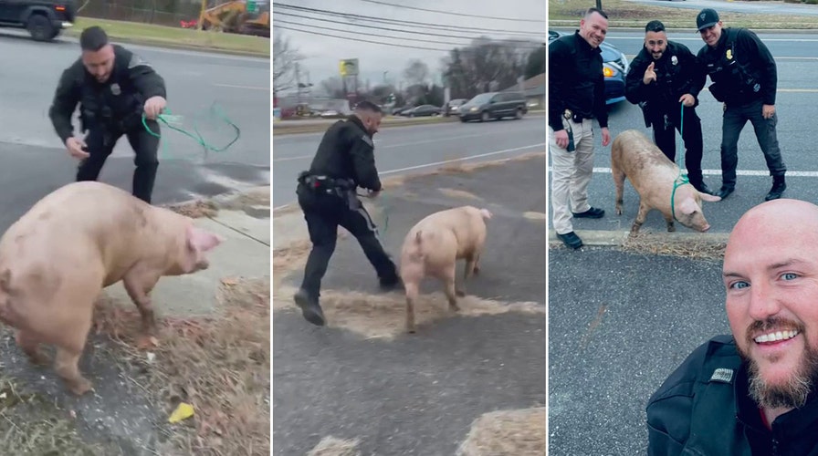 NJ police wrangle pig on the loose