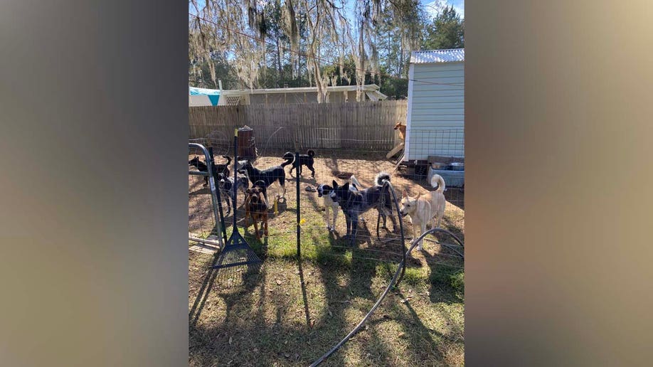 Florida couple arrested for alleged animal abuse