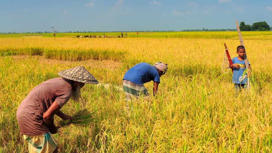 Workers harvest rainwater