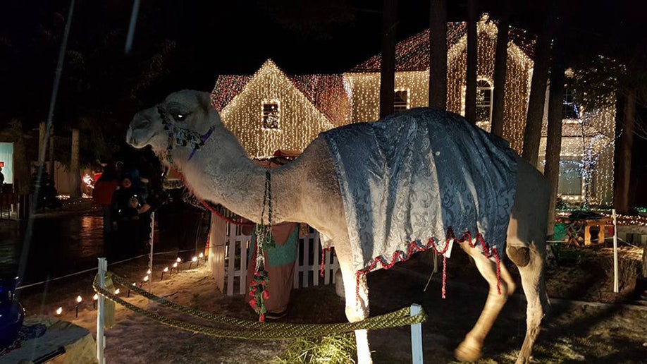 Camel stands outside house covered in Christmas lights