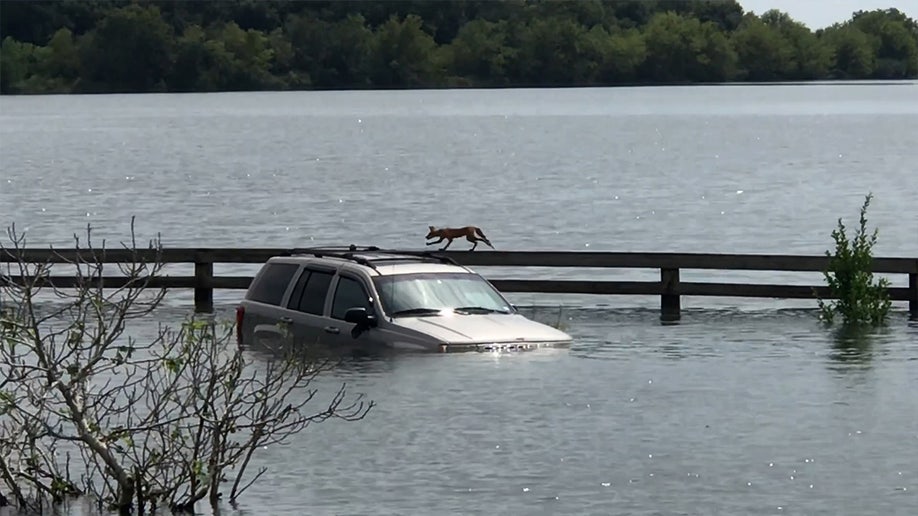 Fox runs along fence next to car submerged in floodwaters