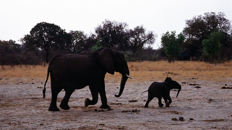 At least 100 elephants die in one of Africa’s largest national parks due to drought