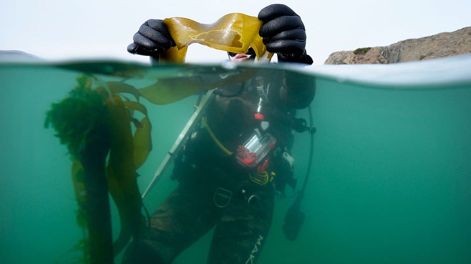 California divers take action against urchins in effort to save vanishing kelp forests