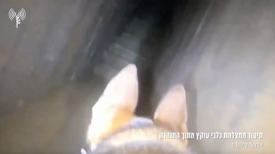 <div></noscript>WATCH: Israel's four-legged soldiers uncover Hamas tunnel in Gaza City</div>