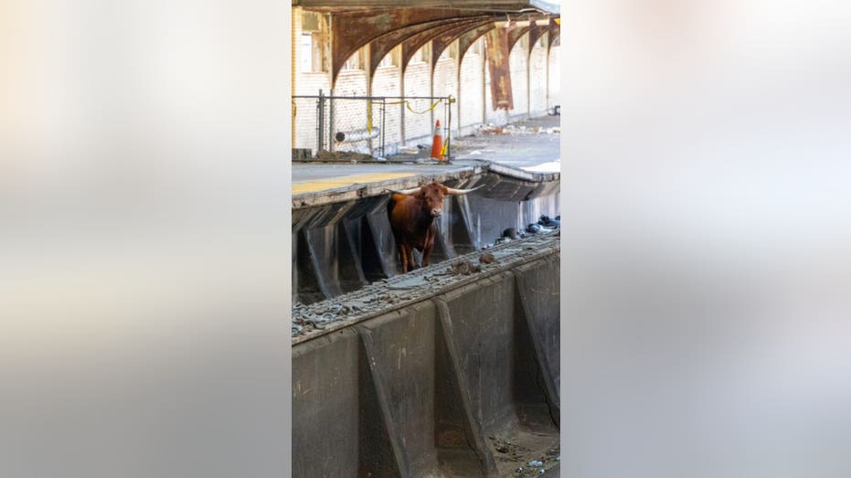 Bull loose on New Jersey train tracks causes travel delays