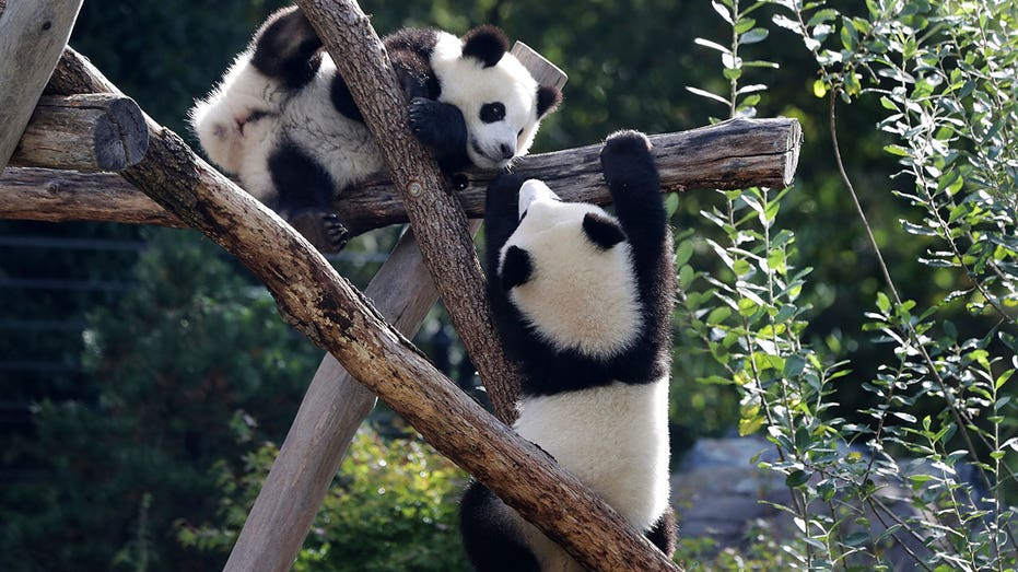 Berlin Zoo’s beloved giant pandas embark on journey to China