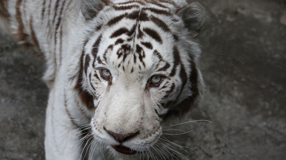 Euthanized tiger among more than 100 animals seized as Virginia zoo faces animal welfare investigation