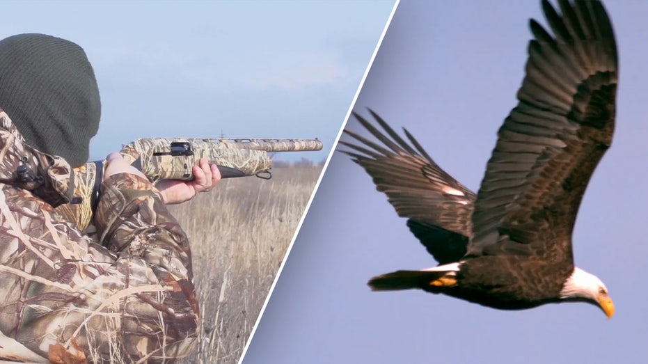 'Killing Spree’: Two men charged with slaying bald eagles, selling body parts for profit