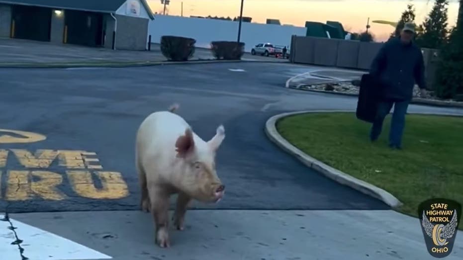 <div></noscript>WATCH: Ohio state troopers catch loose pig at McDonald's drive-thru</div>