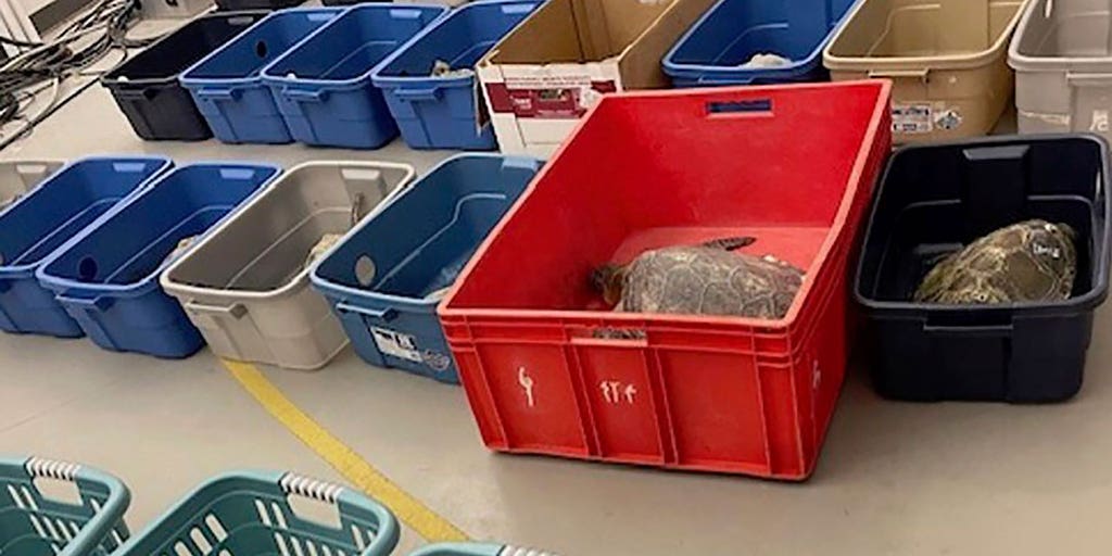 NC State attempts to rescue cold-stunned sea turtles, but most did not survive - Vimarsana News