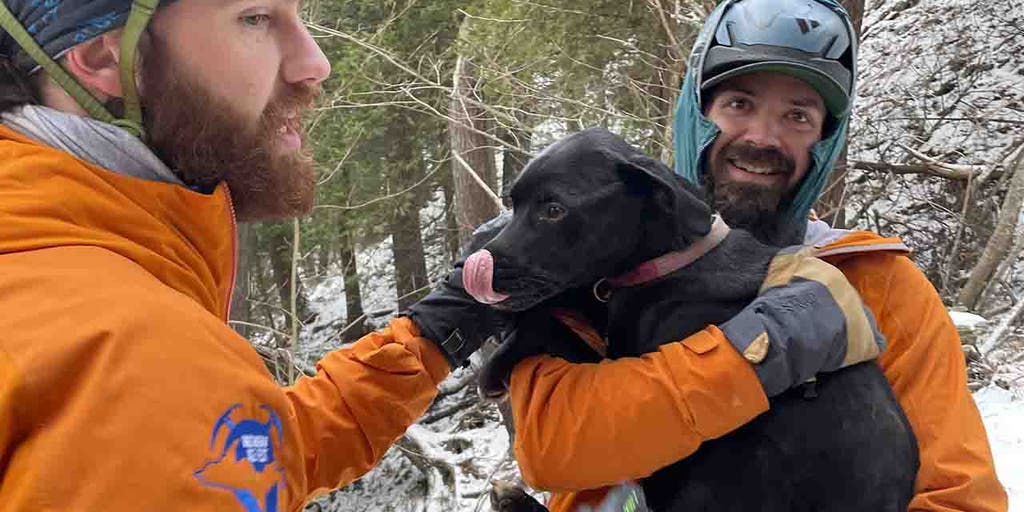Dog survives 60-foot fall off cliff, night alone at Michigan's Pictured Rocks National Lakeshore - Vimarsana News