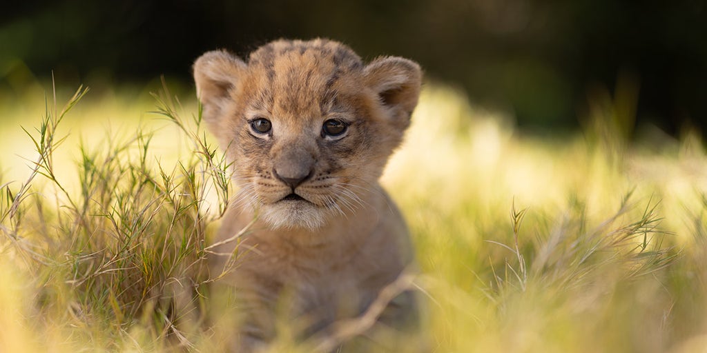 Fort Worth Zoo welcomes lion cub | Fox News