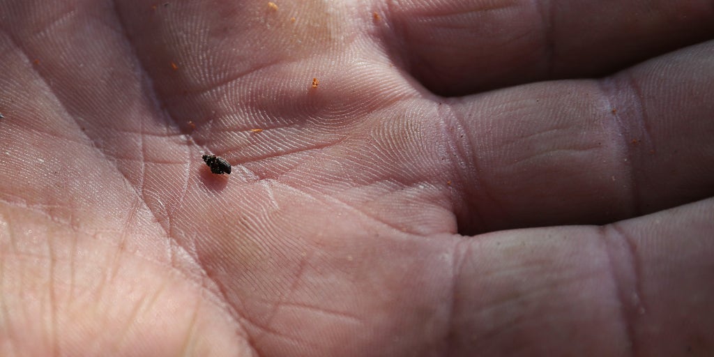 South Dakota's Burning Beetle Fest raises awareness of beetle impact on forests - Vimarsana News