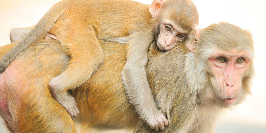 Police in Puerto Rico rescue a rhesus macaque monkey chased by a crowd - Vimarsana News
