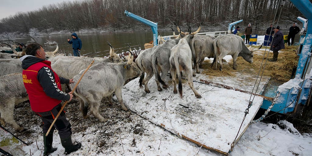 Serbian authorities help evacuate cows and horses stuck on a river island - Vimarsana News