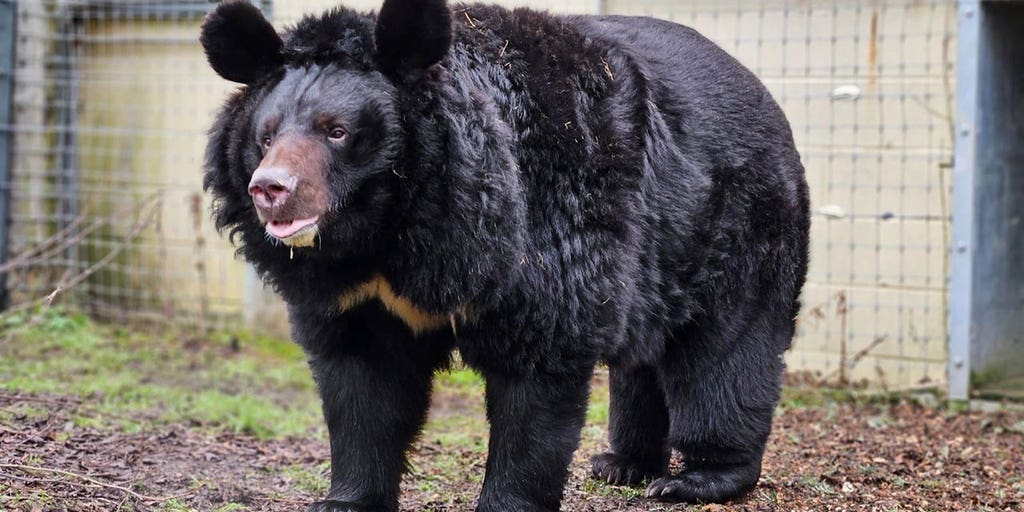 Refugee bear from Ukraine zoo finds new home in Scotland - Vimarsana News