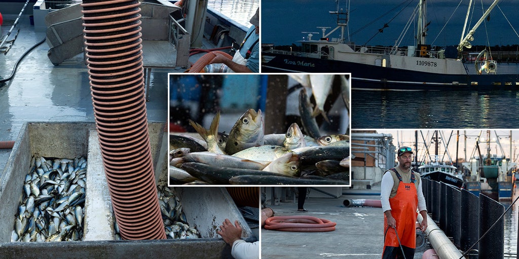 Fishermen await SCOTUS rulings that could change the regulatory authority of federal agencies - Vimarsana News