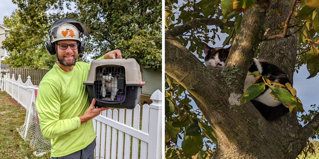 WATCH: New Jersey business owner saves nearly 100 cats - Vimarsana News
