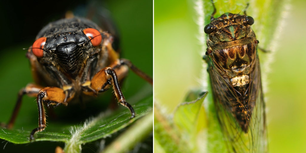 Rare 'simultaneous explosion' of cicadas expected for first time in 221 years - Vimarsana News