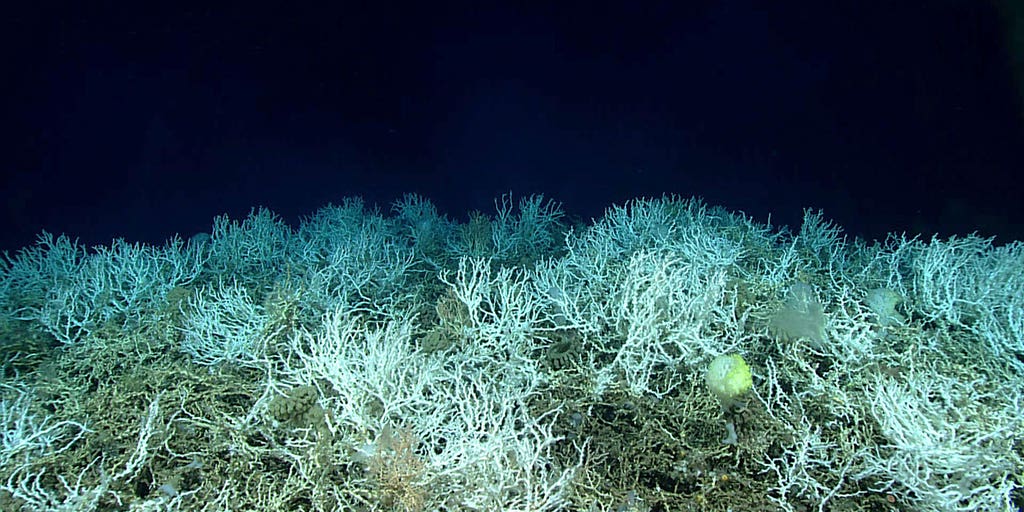 Largest deep-sea coral reef mapped off East Coast: 'Breathtaking in scale' - Vimarsana News