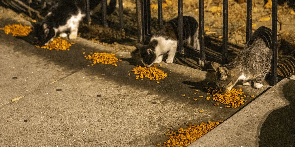 California's next crisis? Experts race to solve explosion in Los Angeles stray cat population - Vimarsana News
