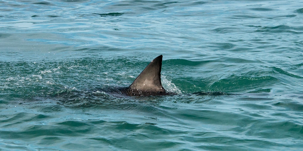 Man, 65, bitten by shark off South Carolina coast while spearfishing, Coast Guard says - Vimarsana News