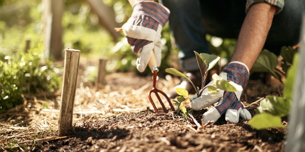 Already thinking about spring? These 10 garden items can help you prepare - Vimarsana News