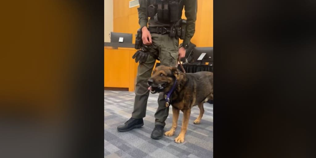 Texas K9 is awarded Purple Heart after surviving officer-involved shooting: 'Bravery and purpose' - Vimarsana News