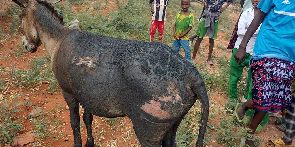Donkey cart explosion kills Kenyan police officer, injures 4 others - Vimarsana News