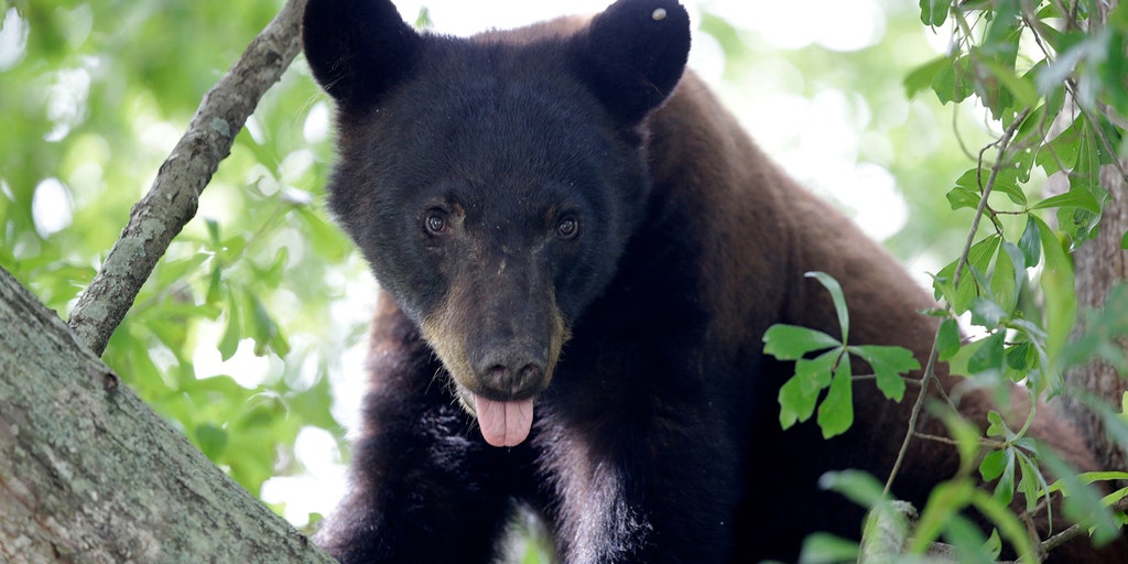 Wildlife advocates push back as Louisiana eyes revival of black bear hunt - Vimarsana News