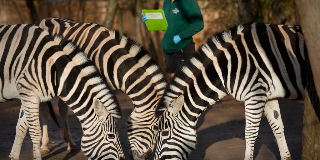 London Zoo conducts annual animal census - Vimarsana News