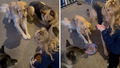 Alora Brim, 3, helps feed the family dogs every day by telling them to 'say grace' before letting them eat after 'Amen.'