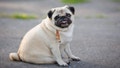 Little fat pug sitting on sidewalk in summer park