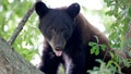 A Louisiana black bear is photographed in the branches of a water oak tree in Marksville, Louisiana, May 17, 2015.
