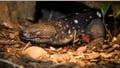 Zoo Atlanta recently sent 11 endangered Guatemalan beaded lizards (Heloderma charlesbogerti) to La Aurora Zoo.