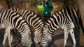 A keeper takes count of zebras at ZSL London Zoo in London, Wednesday, Jan. 3, 2024.