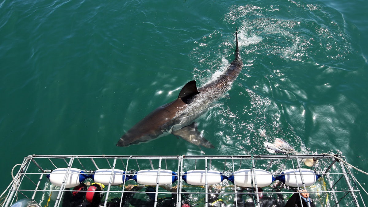 Tourists get up close to a Great White Shark as it swims past the cage
