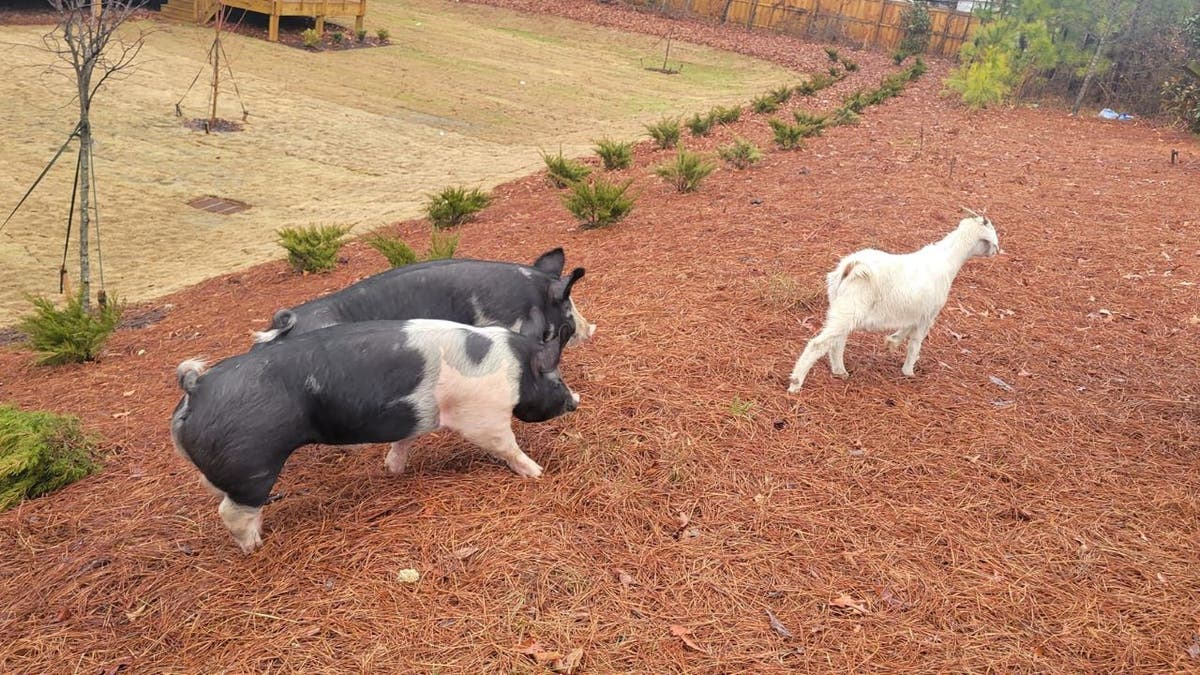 Goat walking ahead of two pigs