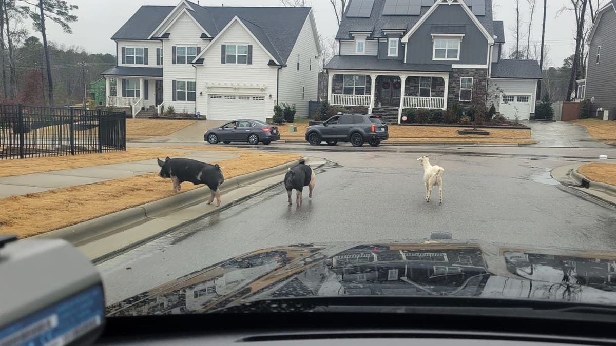 Pigs and goat walking in middle of suburban street