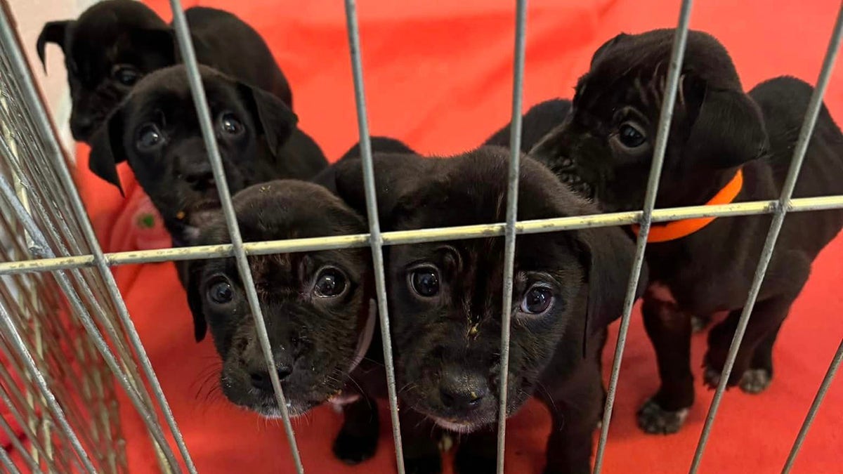 Five black puppies looking at camera