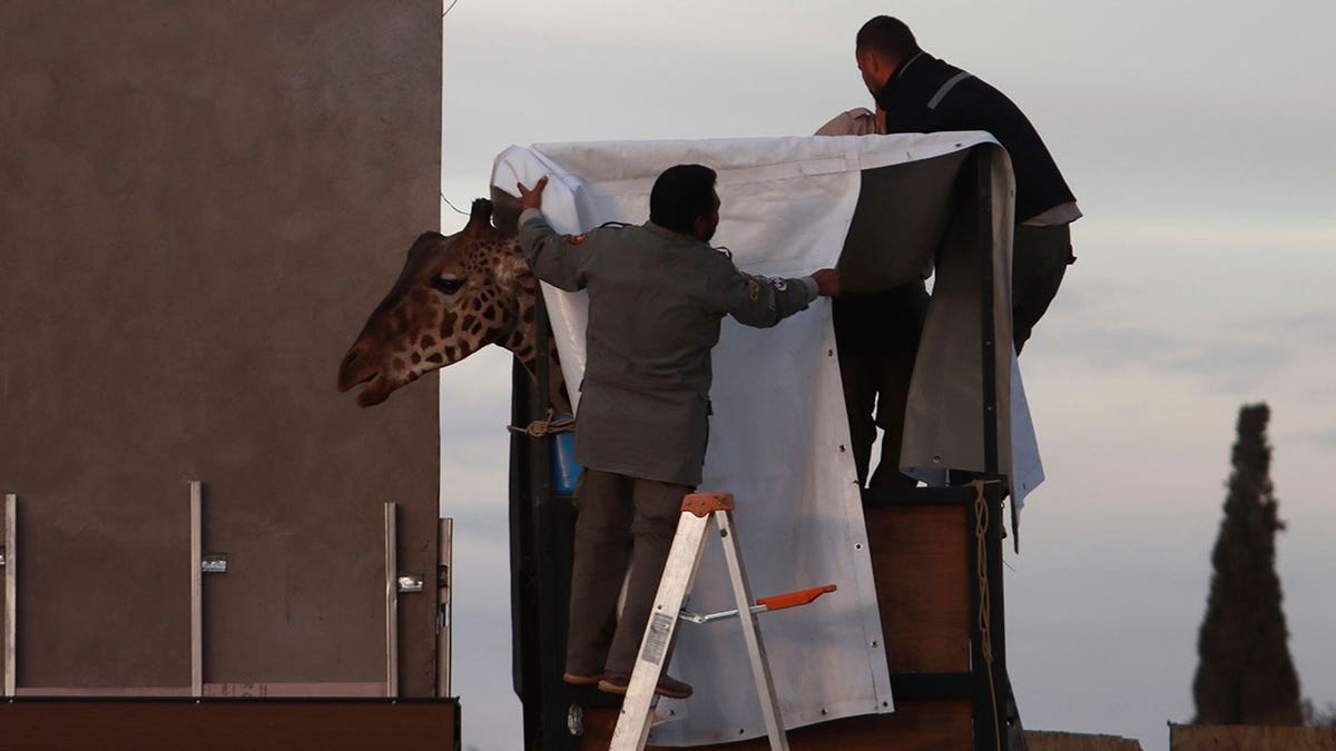 Benito The Giraffe Arrives At New Home In Central Mexico, Officials Say ...