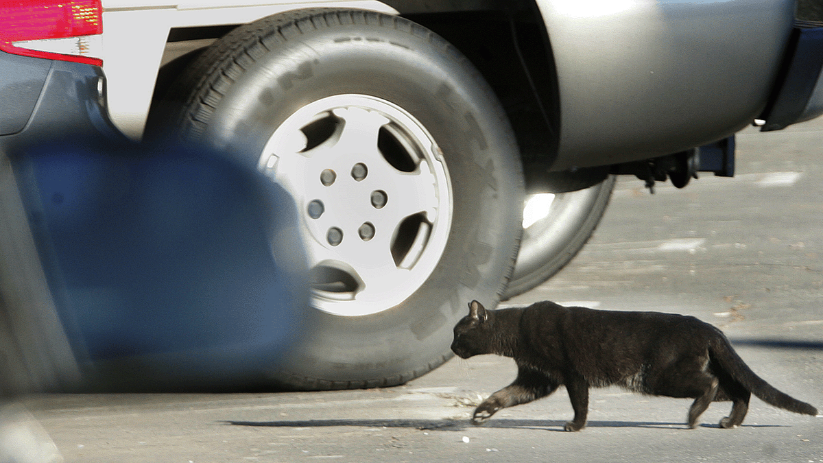 feral cat used by police