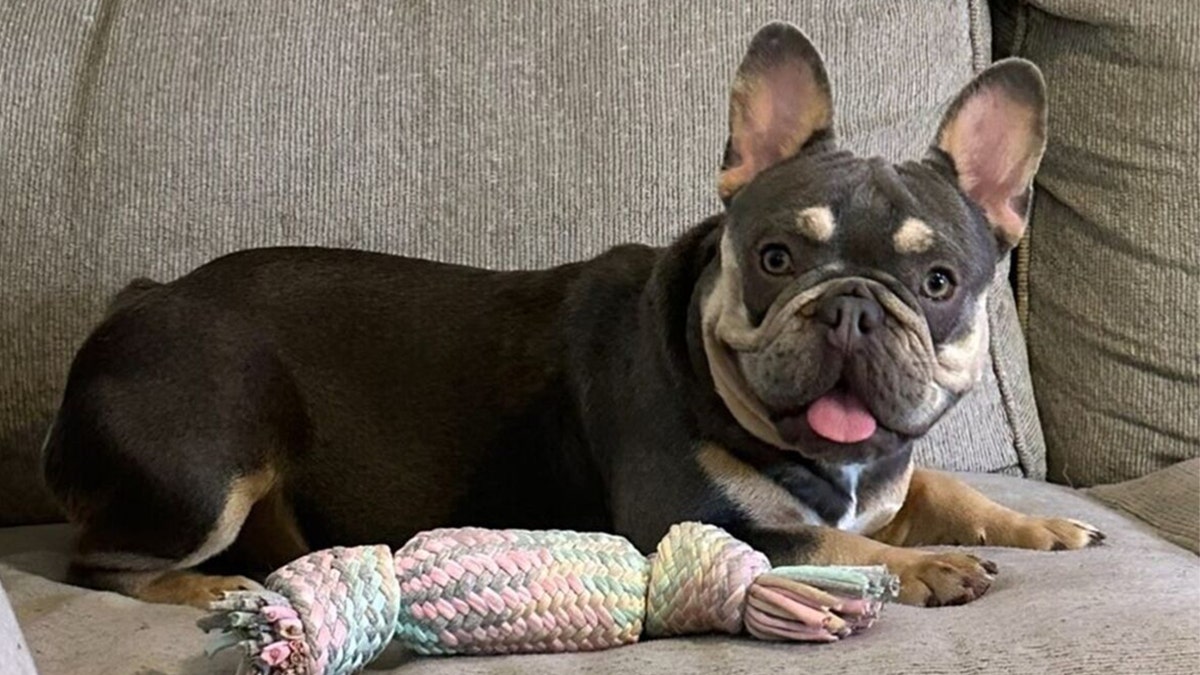 Kali the French Bulldog