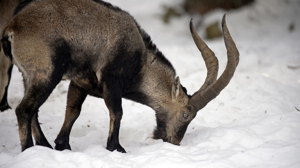 Pyrenean Ibex