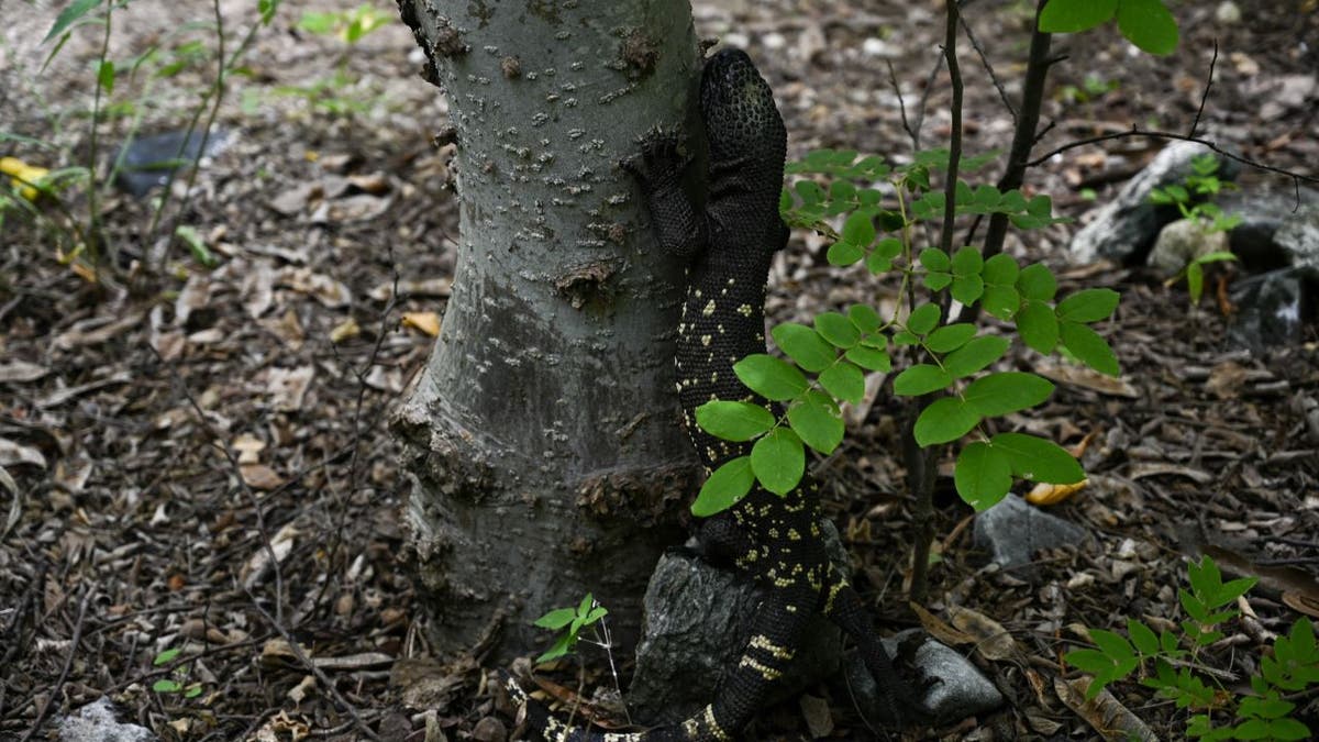 Lagarto de cuentas guatemalteco cerca de un árbol