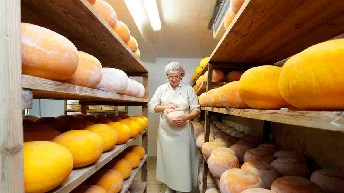 Ωρίμανση τυριού Mimolette